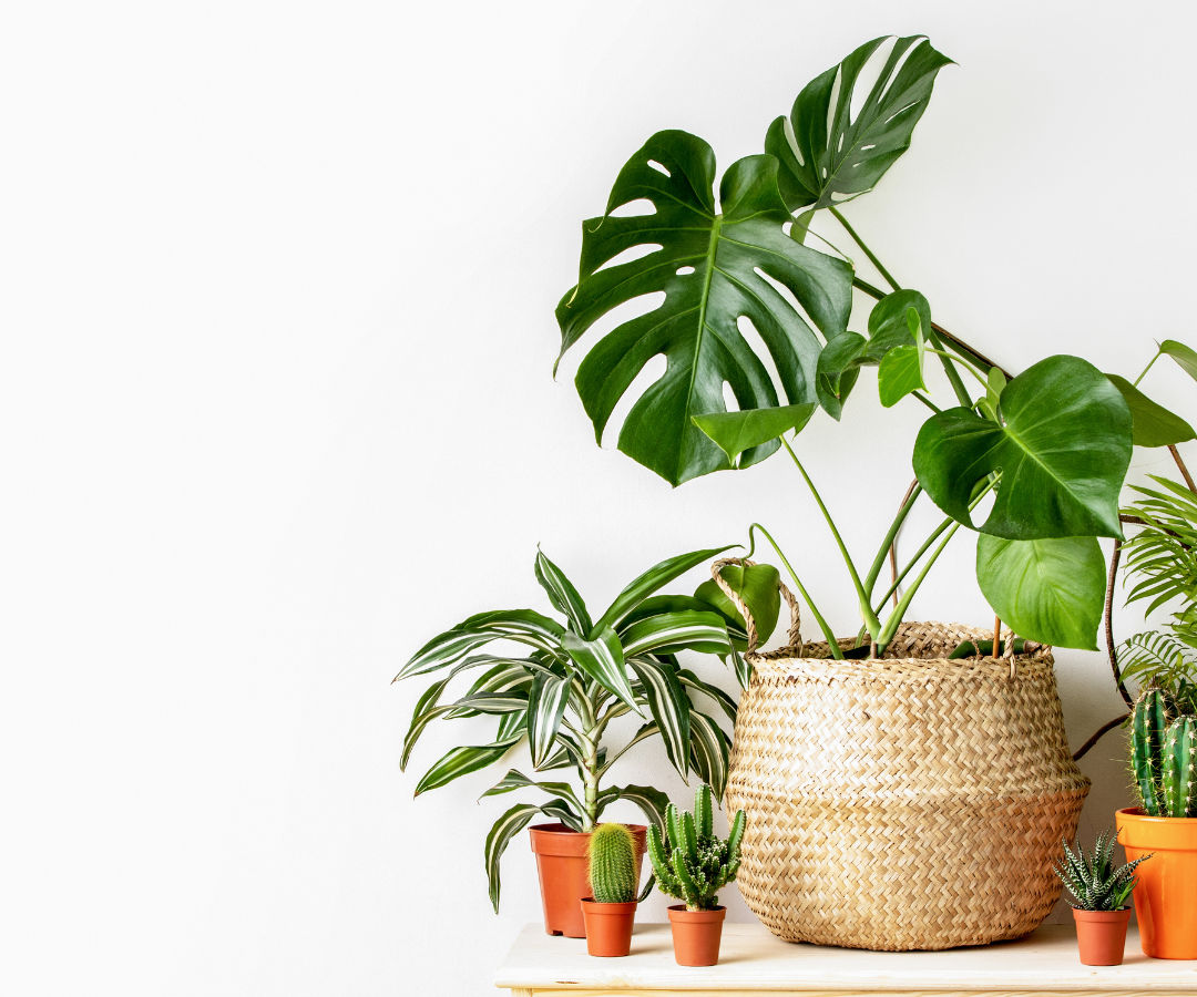 5 Indoor Plants for Stress Relief at Home