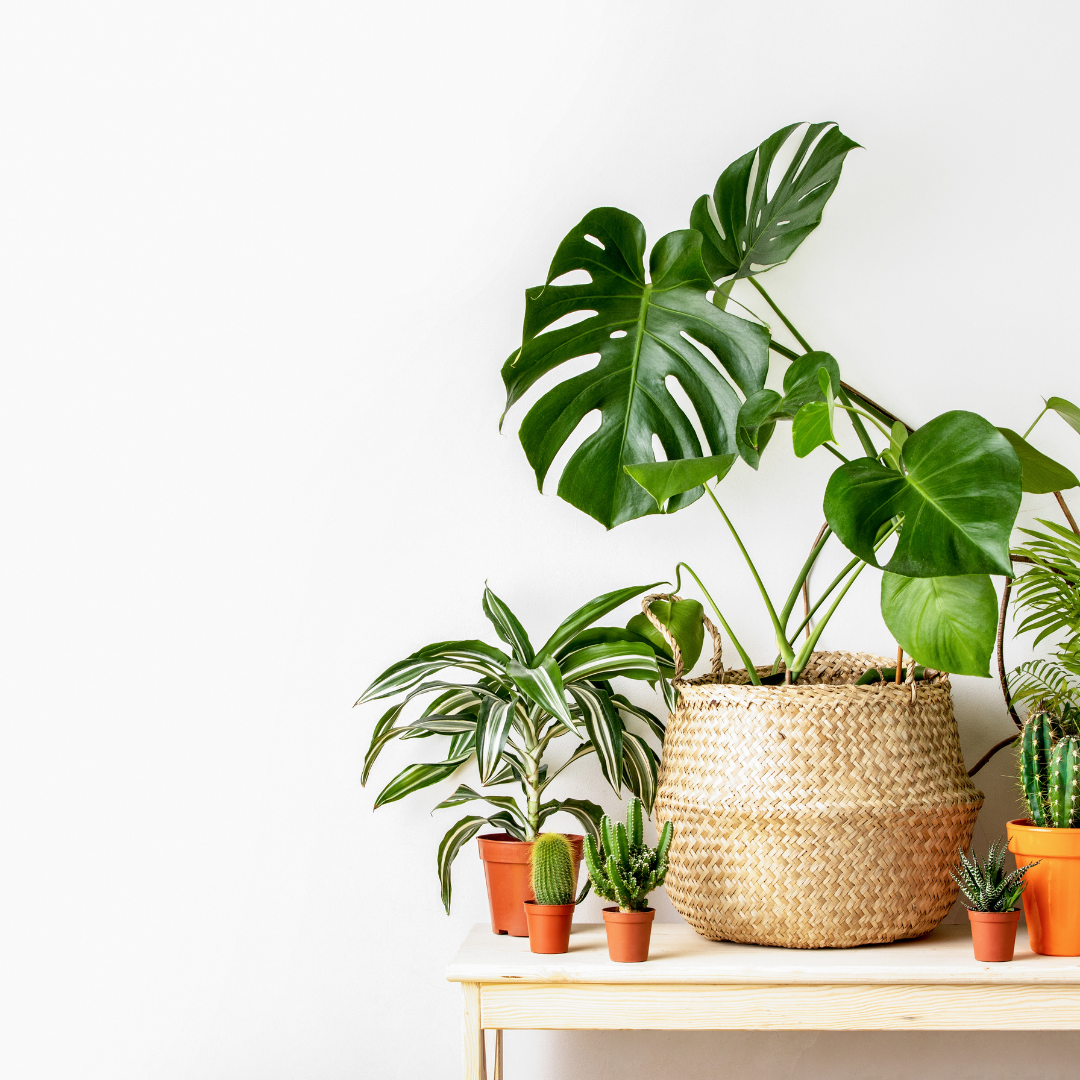 5 Indoor Plants for Stress Relief at Home